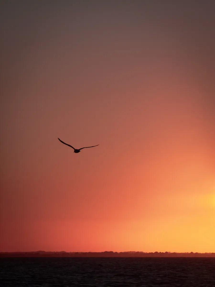 Silhouette d’un oiseau en vol devant un ciel orange au coucher du soleil, au-dessus de la mer.
