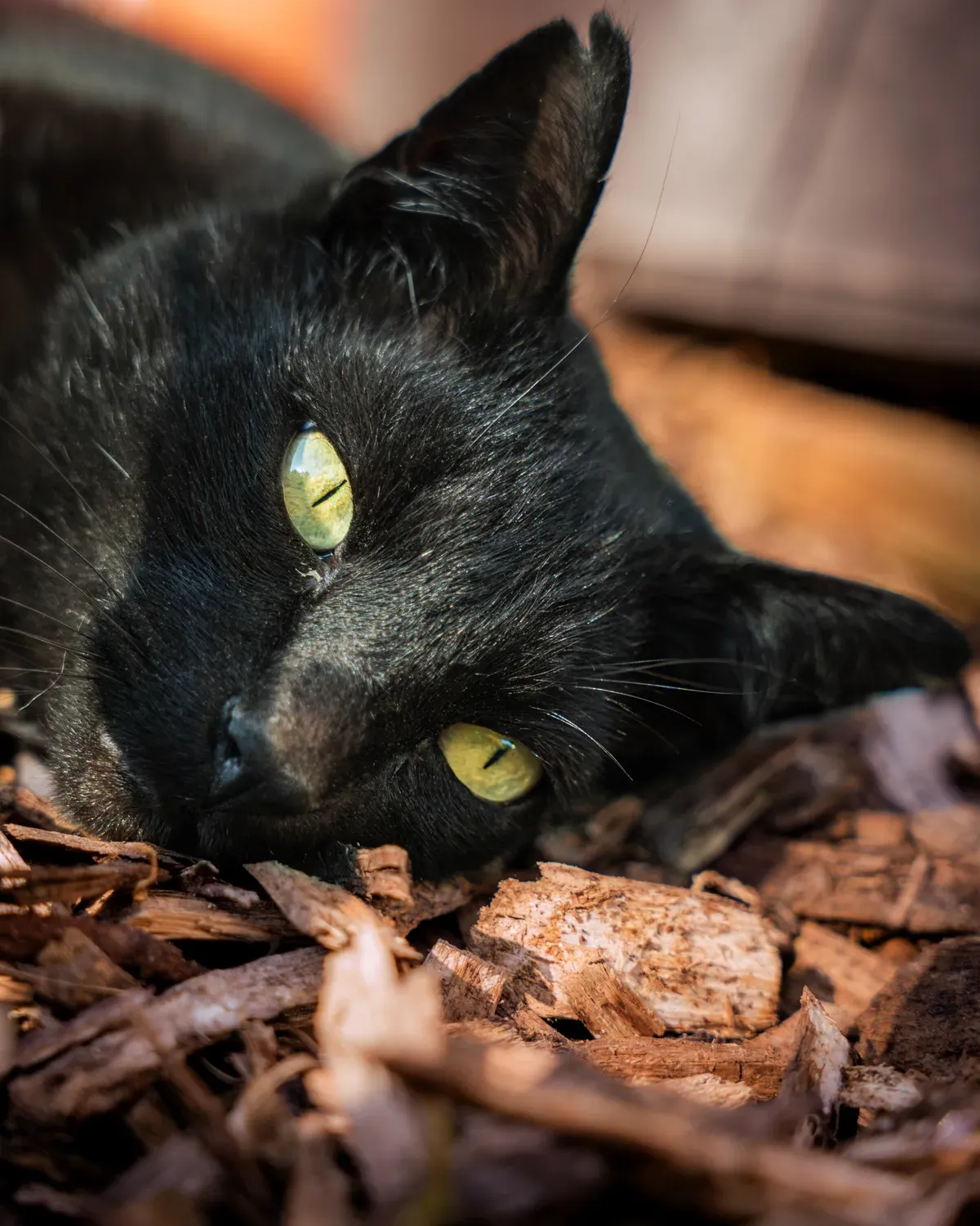 Photographie de regard d Oasis.