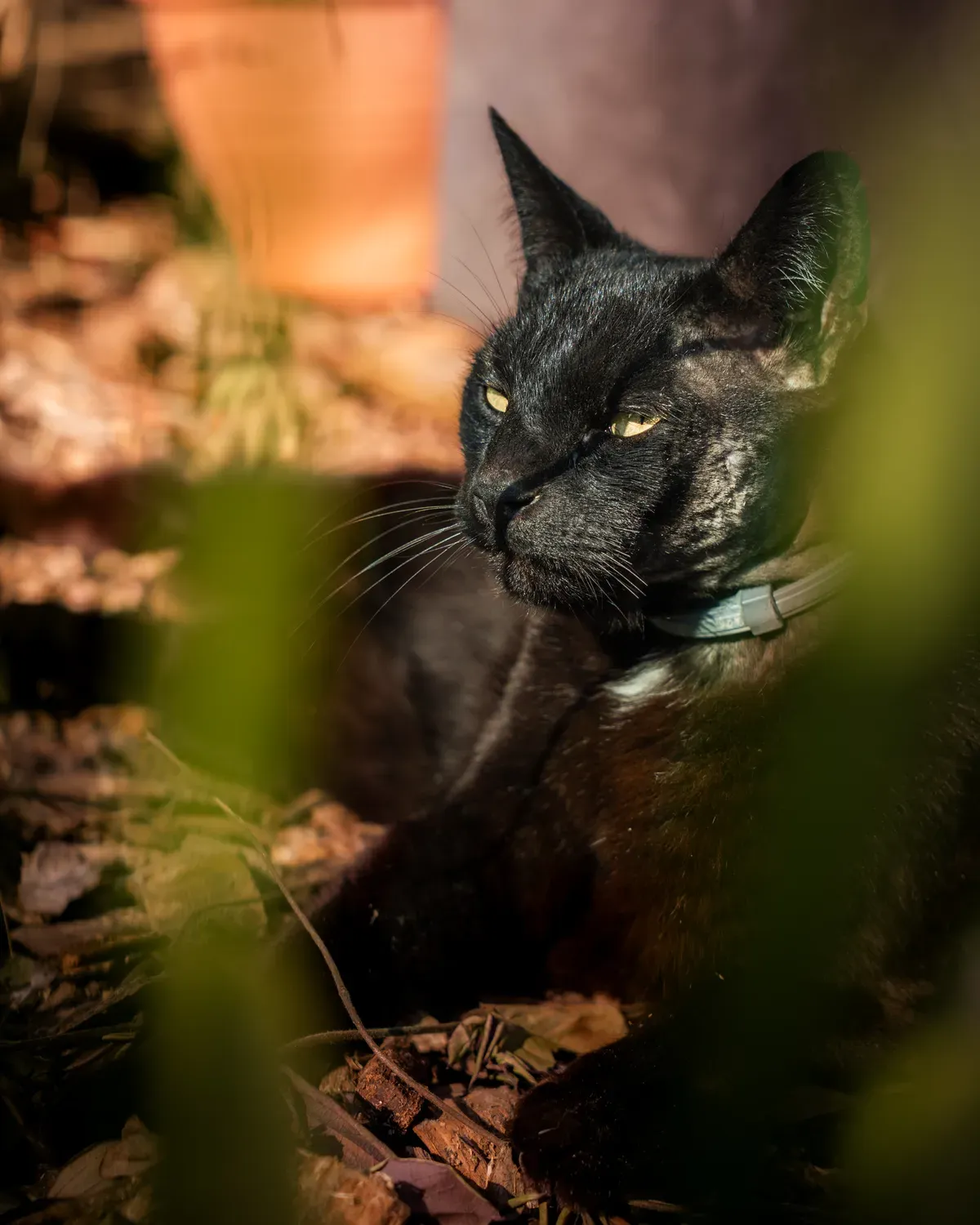 Photographie de oasis derrière les herbes.