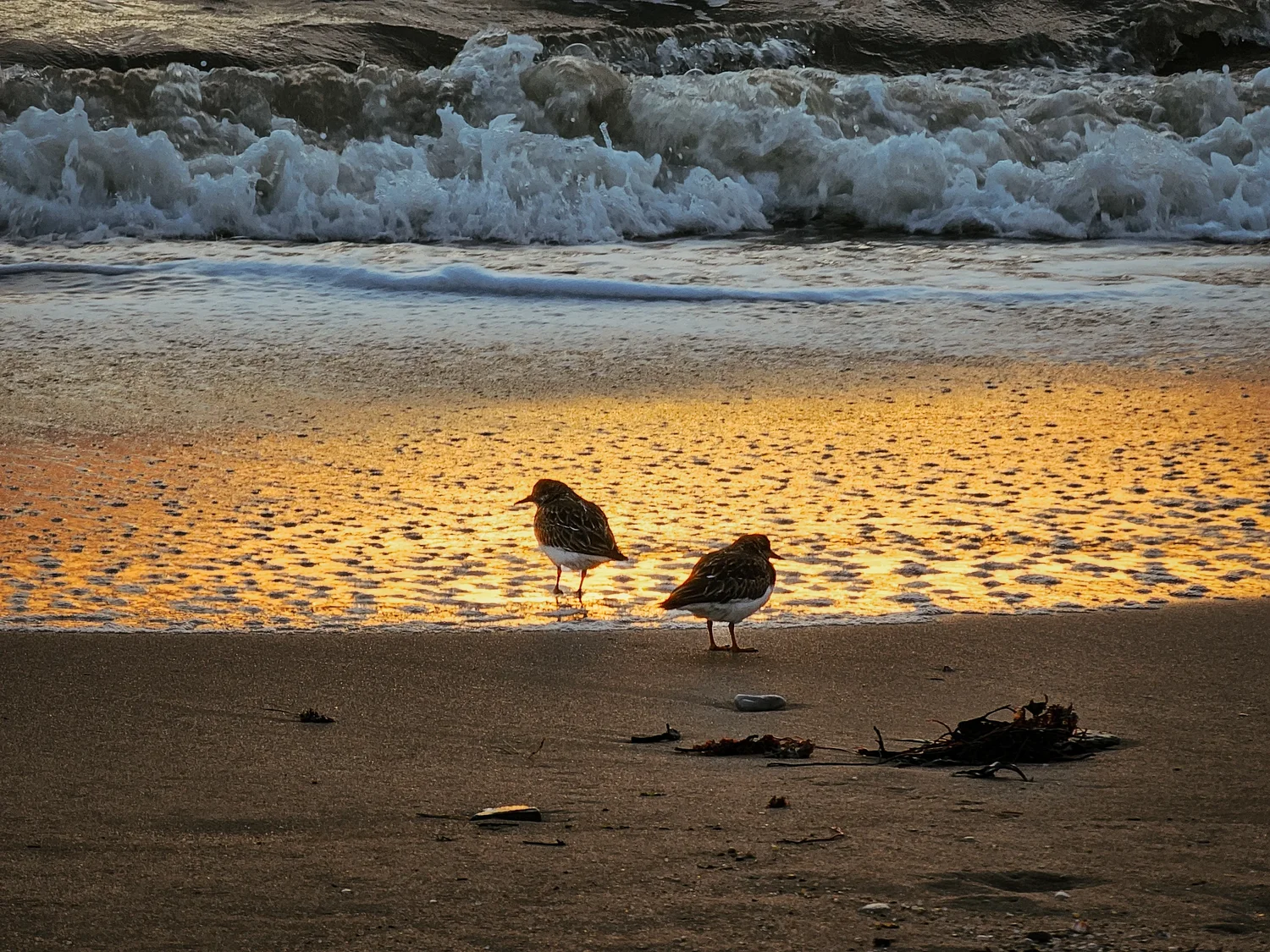 Deux oiseaux au bord de l'océan - Plage de Loscolo (Pénestin)