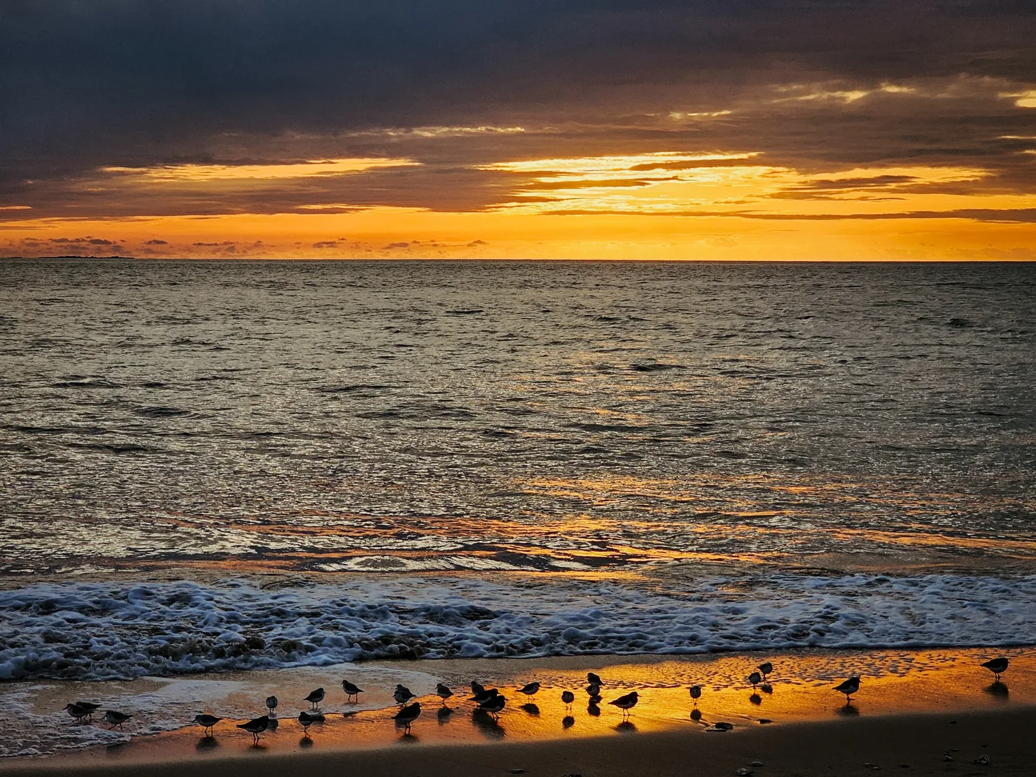 Oiseaux au bord de l'océan - Plage de Loscolo (Pénestin)