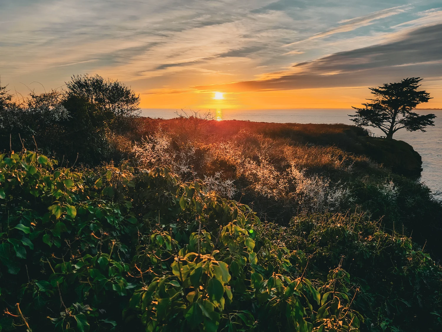 Verdure face au coucher de soleil - Pointe du Halguen (Pénestin)