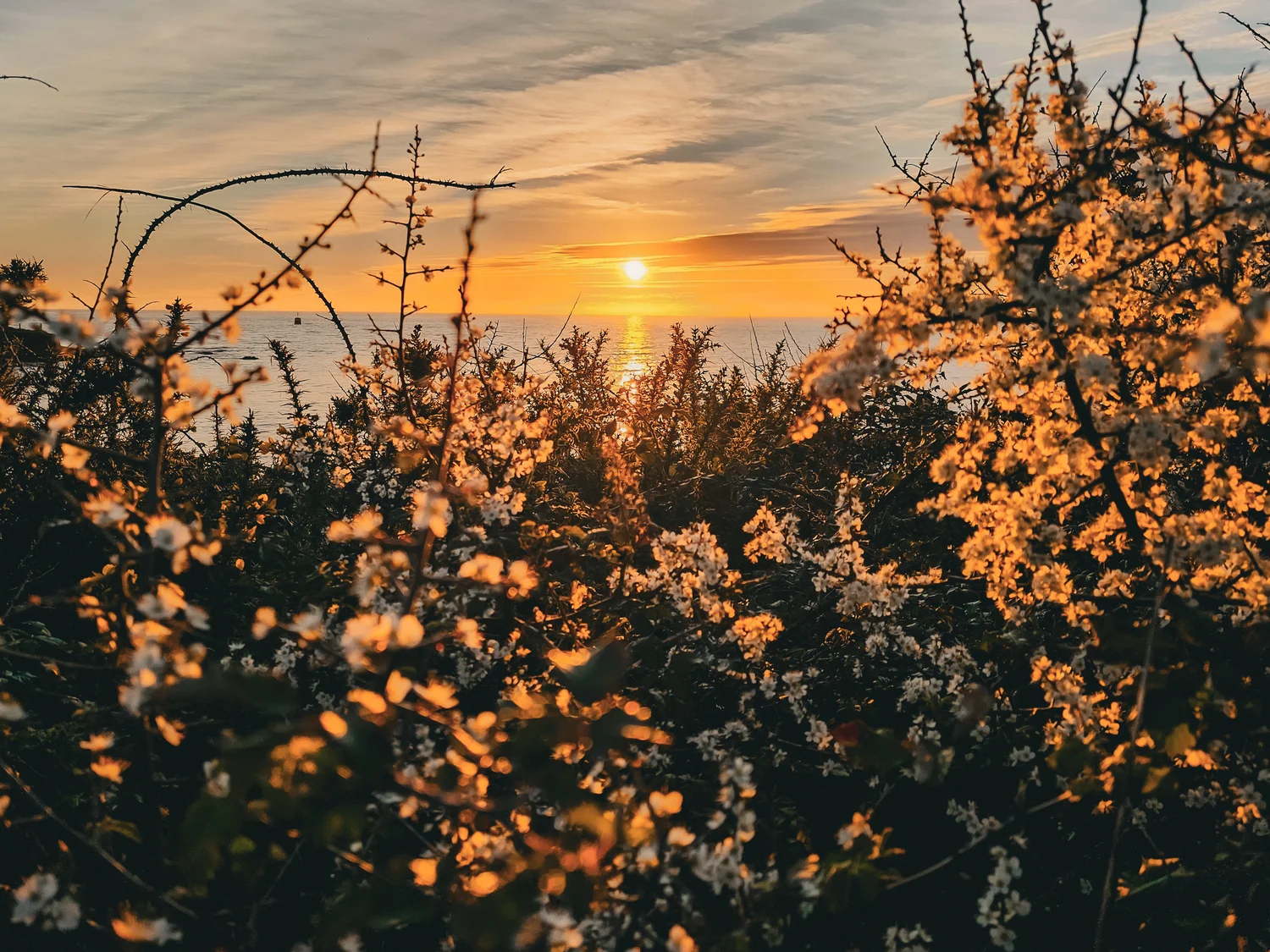 Fleurs face au coucher de soleil - Pointe du Halguen (Pénestin)