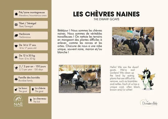 Les chèvres naines (2/2)